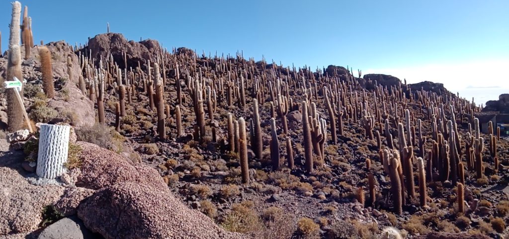 cactus-desert-uyuni-ile-coralienne