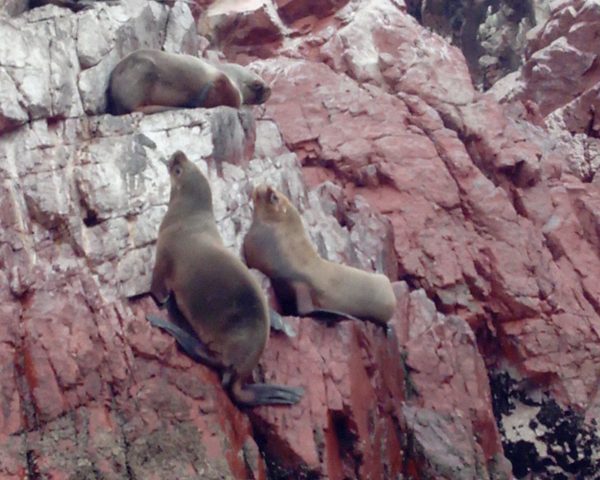 IMG_20180928_091731 iles-ballestas-lions-de-mer