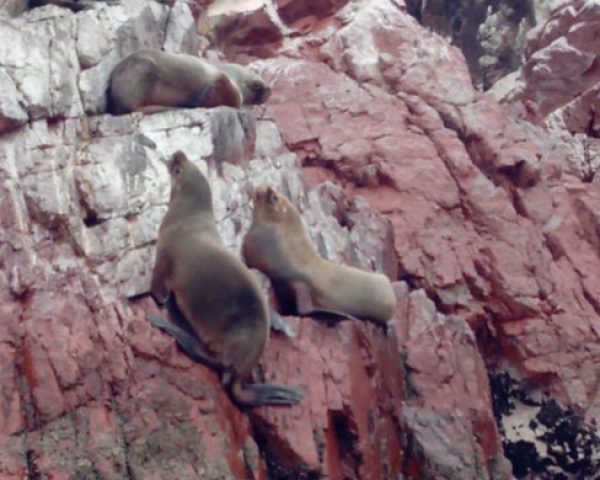 IMG_20180928_091731 iles-ballestas-lions-de-mer
