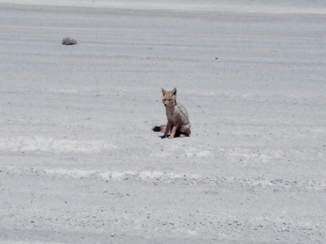 IMG_20181129_140552 renard-desert-bolivie-uyuni