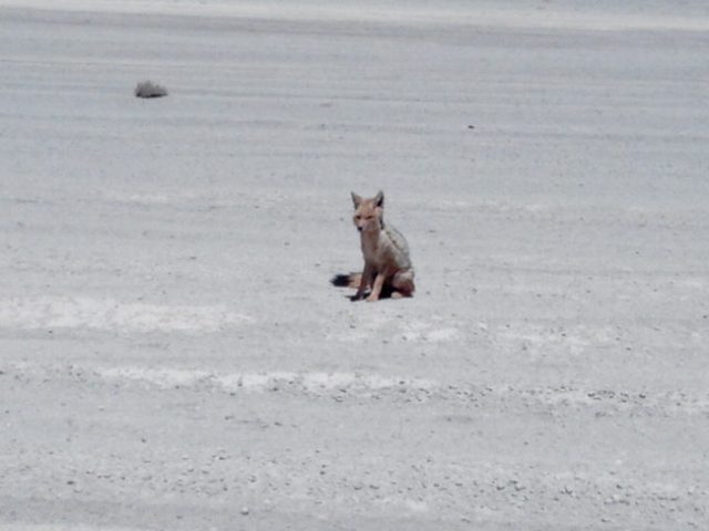 IMG_20181129_140552 renard-desert-bolivie-uyuni