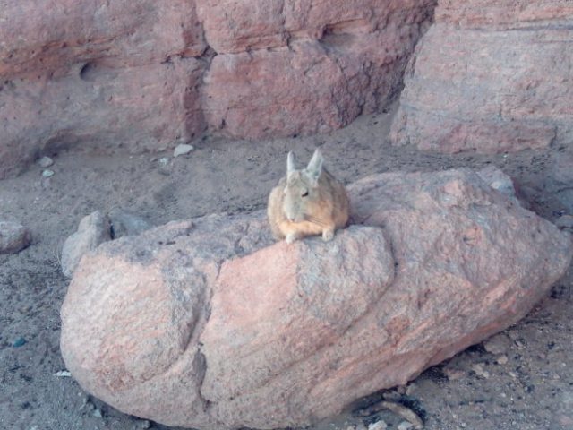 IMG_20181129_152342 lapin-chelou-bolivie-desert