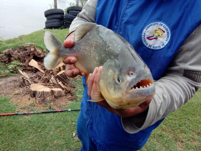IMG_20190109_120123 piranha-pêche